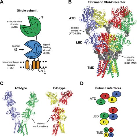 Glutamate Receptor Structure