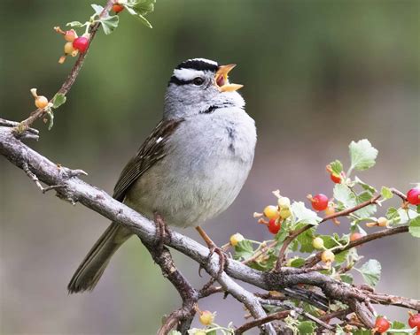 White-Crowned Sparrow Pictures - AZ Animals