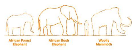 African Bush Elephant (Loxodonta africana) Dimensions & Drawings | Dimensions.com