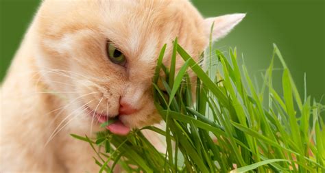 Cat Behavior and Expert Answers: Why Do Cats Eat Grass?