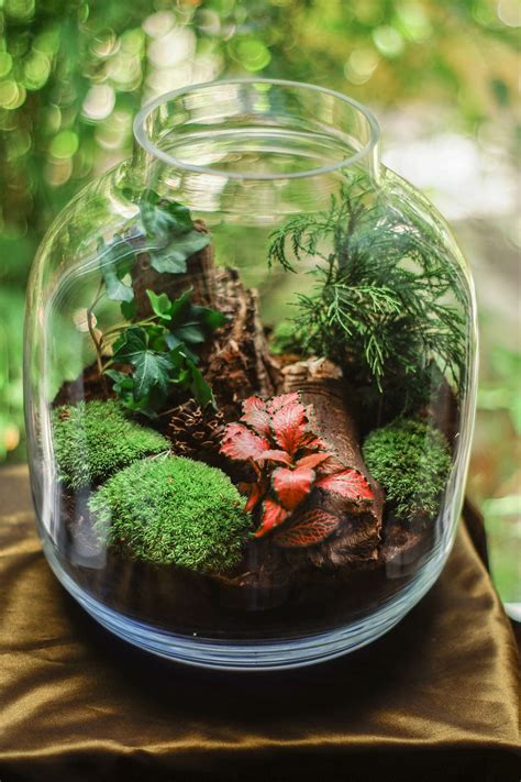 HD wallpaper: Clear Glass Terrarium Jar With Mossy Plants, environment ...