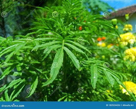 Kenikir Leaves in the Garden Stock Photo - Image of kenikir, growth: 182524426