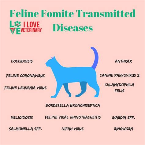 Feline Fomite Transmitted Diseases - Infographic | Veterinary, Vet medicine, Veterinary tech