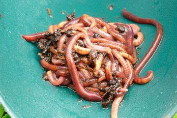 Earthworm Reproduction | HowStuffWorks