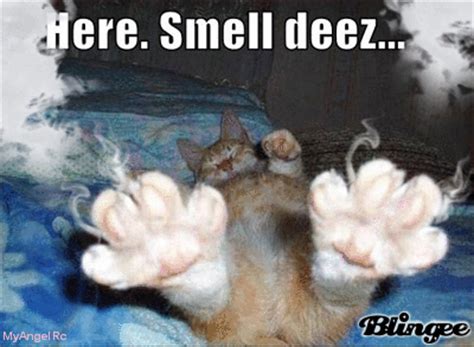 Smelly Cat Picture #92913962 | Blingee.com