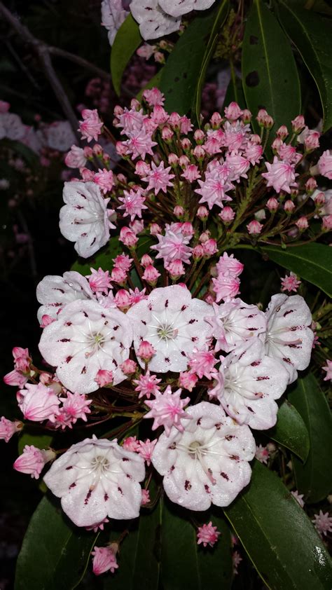 Free picture: pinkish flowers, mountain, Laurel, blooms