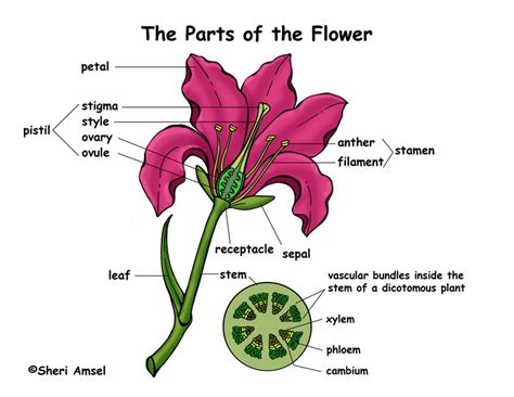 Thalamus Of Flower