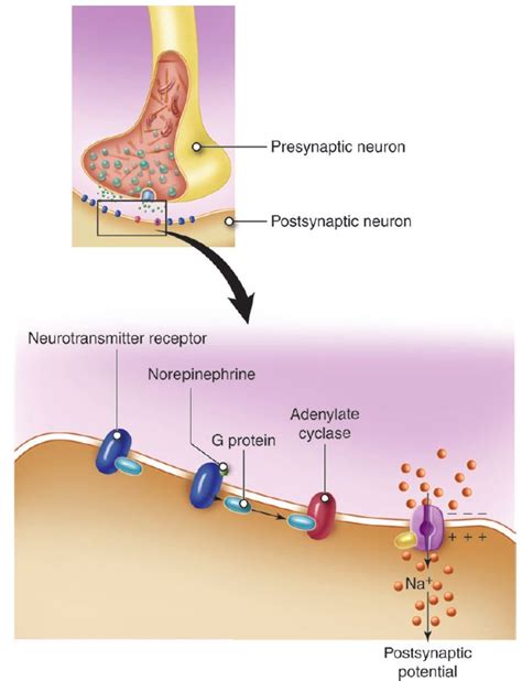 Synapses | Anatomy and Physiology I | | Course Hero