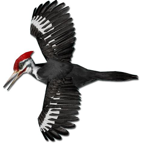 Woodpecker PNG Images Transparent Free Download | PNGMart.com