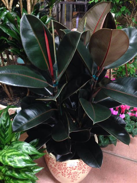 Ficus Decora (rubber tree) like bright light. This burgundy variety has ...