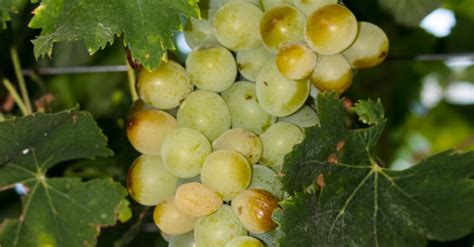 Interesting facts about Muscat grape | WineTourism.com