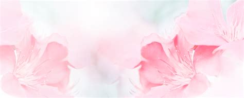 Flower Photography Backgrounds