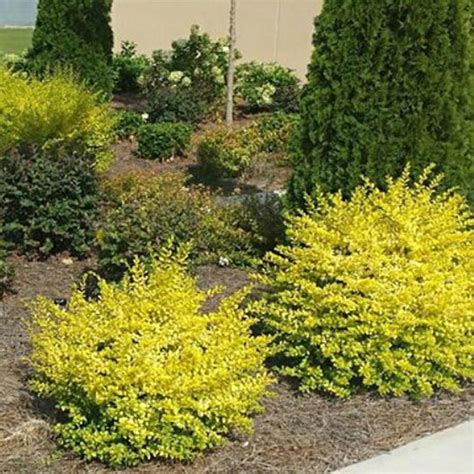 This is what looks ideal Diy Landscape Design | Shrubs for landscaping ...