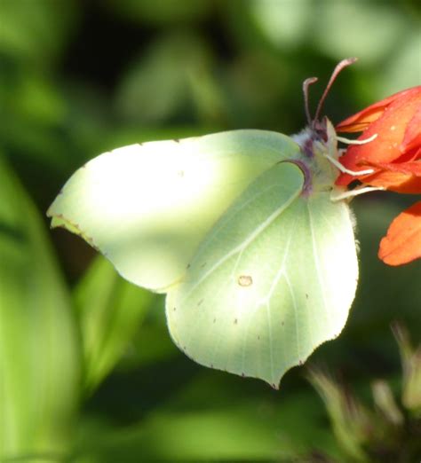 Wild and Wonderful: Brimstone Butterfly