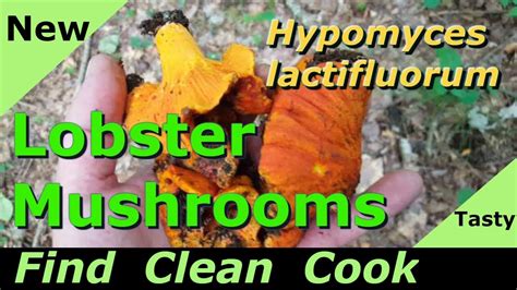 Find Clean Cook Lobster mushrooms 2018 ID - Look alikes - Hypomyces ...