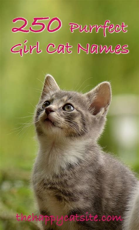 grey tabby cat names female - Deandre Choi