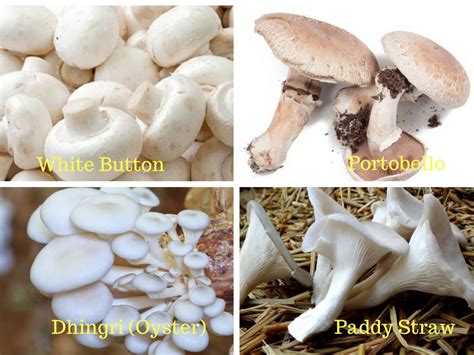 STEP BY STEP PROCEDURE FOR MUSHROOM FARMING IN INDIA | Pashudhan praharee