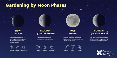 Your Moon Phase Guide to Planting Success - Debug the Myths