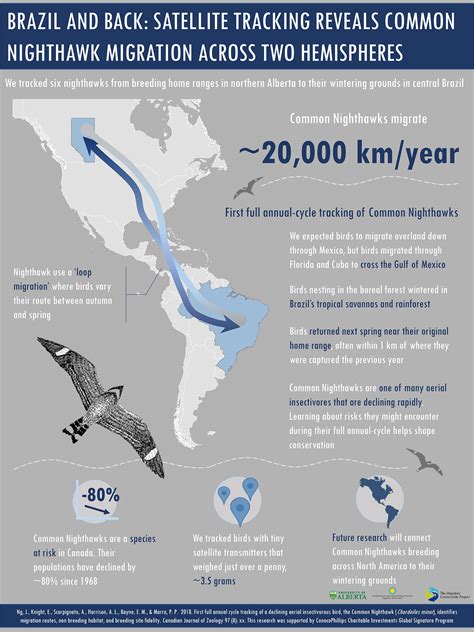 To Brazil and Back: Nighthawk Migration Revealed | Year of the Bird