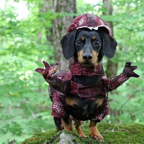“A new species of dinosaur has been spotted! Quick, be the first to name it! 😝” ~ Crusoe ...