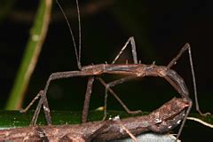 䗛科 Phasmatidae | 䗛目 Phasmida | 昆蟲綱 Insecta | 節肢動物門 Arthropoda | 動物界 ...