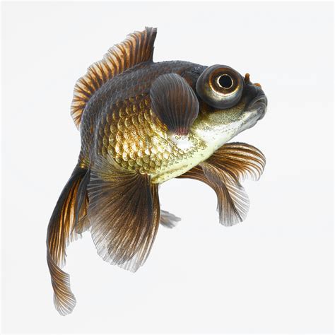 Black Moor Goldfish (carassius Auratus) Photograph by Don Farrall