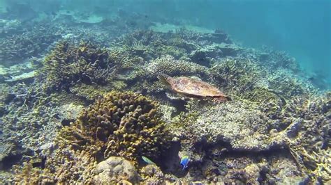 Snorkeling at Meeru Island Resort 07/2017 schnorcheln diving tauchen GoPro - YouTube