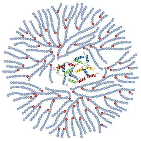 Glycogenesis & Glycogenolysis | Concise Medical Knowledge