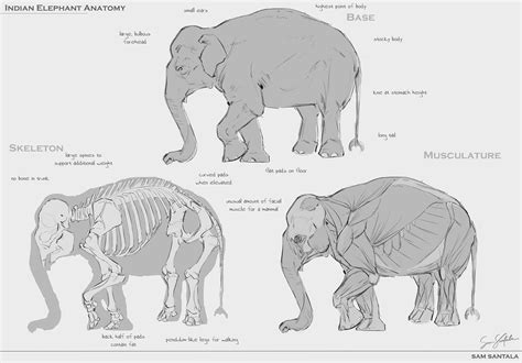 Pin by 狸放 on 动物局部 | Elephant anatomy, Animal drawings, Elephant sketch