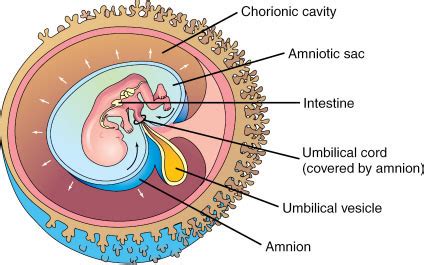 Amnion; Amniotic Membrane