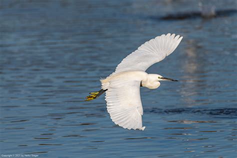 Israel Bird Photography Tours - The Israel Guide Photo Tours