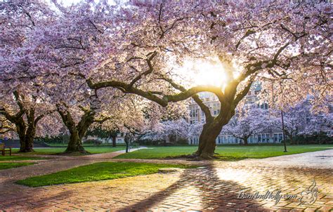 POTW: University of Washington Cherry Blossoms - danandholly.com