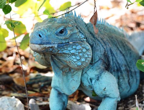 10 Blue Iguana Facts - Facts.net