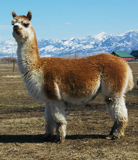 Alpaca Overview: ALPACA NUTRITION AND PREGNANCY