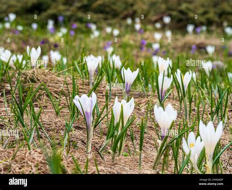 Italian Alps Wild Flowers at high elevation Stock Photo - Alamy