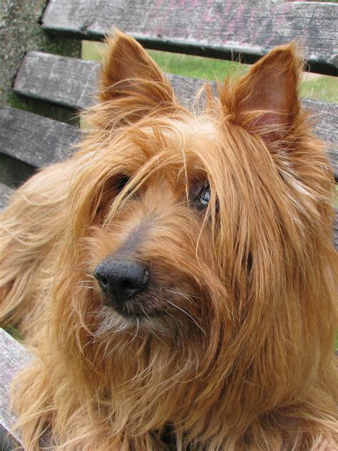 Australian Terrier - Training Course on Australian Terrier