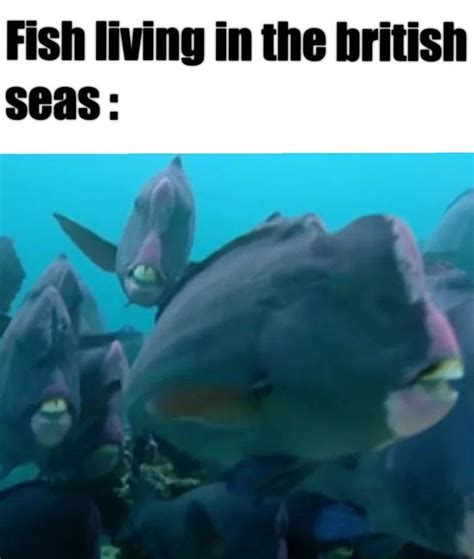 The Best 12 British Fish Teeth Meme - qwertynetplesz