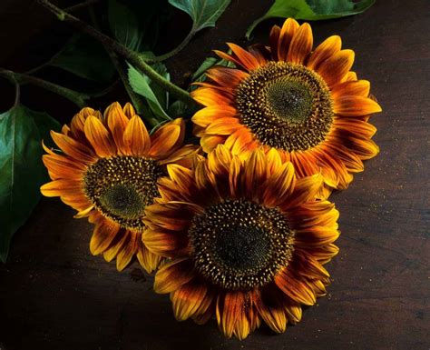 Autumn Beauty sunflower 🌻 🍂 Unlock the secrets to stunning fall blooms!