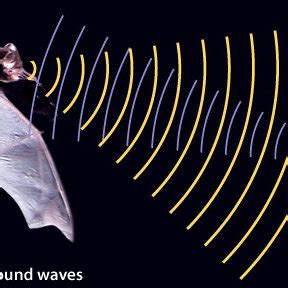 10. The principle of bat's echolocation | Download Scientific Diagram