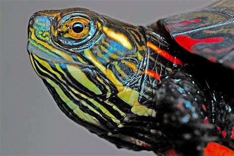 How to Care for Painted Turtles | Learn About These Personable Pets