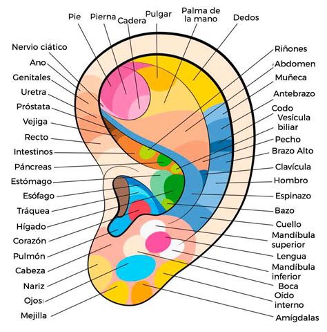 Puntos de Acupuntura en la Oreja Derecha | Acupuntura Online