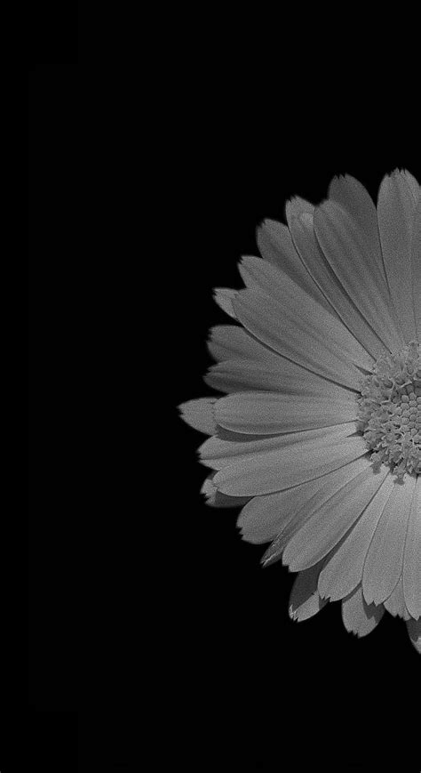 Black and white, daisy, flower, flowers, HD phone wallpaper | Peakpx