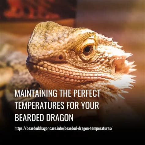 Maintaining the Perfect Temperatures for Your Bearded Dragon Bearded dragon temperatures