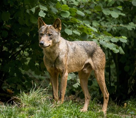 Iberian Wolf-Portugal National Animal | Wallpapers9