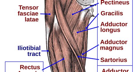 Groin Muscles Diagram Groin Muscles Diagram Muscle Anatomy Body | Porn Sex Picture