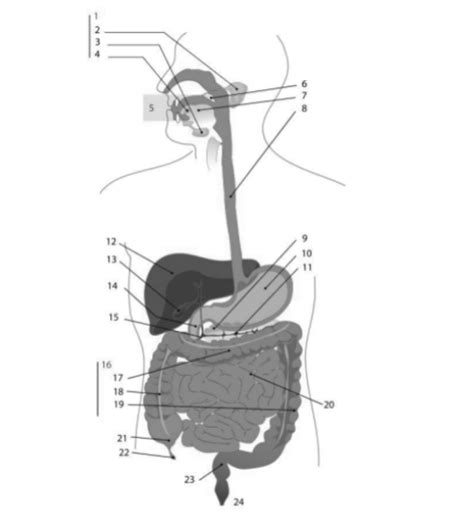 Digestion System Diagram Diagram | Quizlet