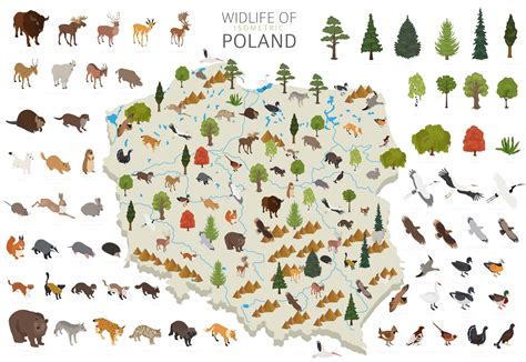 What Is The National Animal Of Poland? - Travel Poland Tours