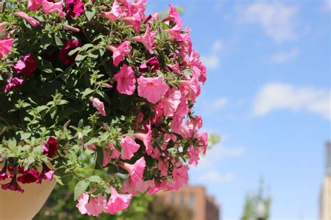 Idaho Falls Historic Downtown Flowers | idahofallsmagazine.com