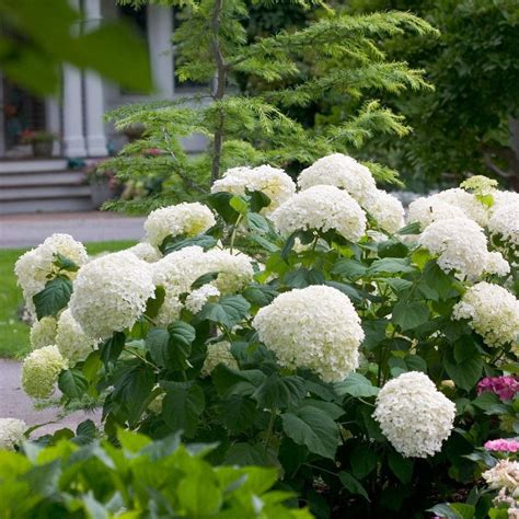 Smooth Hydrangeas | Hydrangea arborescens | Plant Addicts