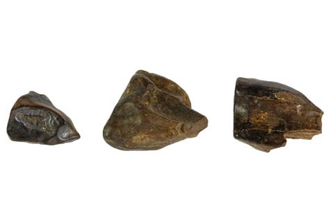 3 Triceratops Tooth Fragments - Montana (#103667) For Sale - FossilEra.com